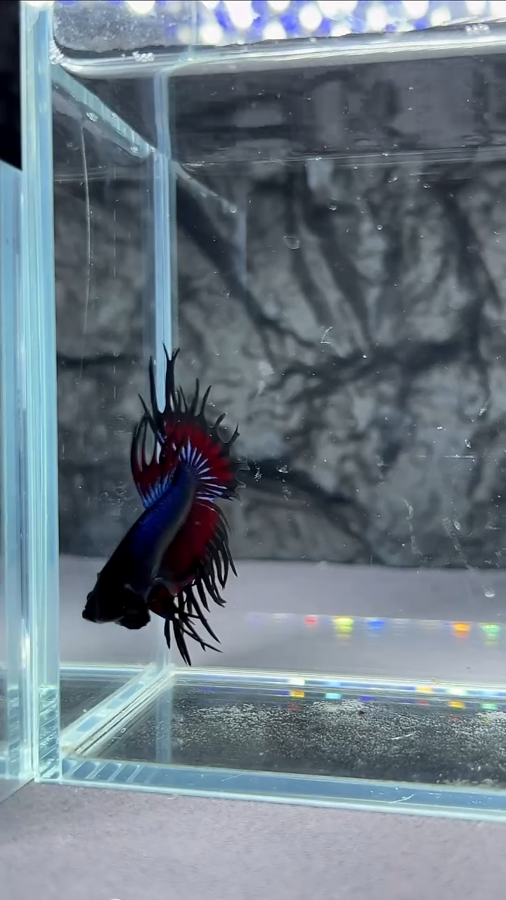 斗鱼竞拍链接A107