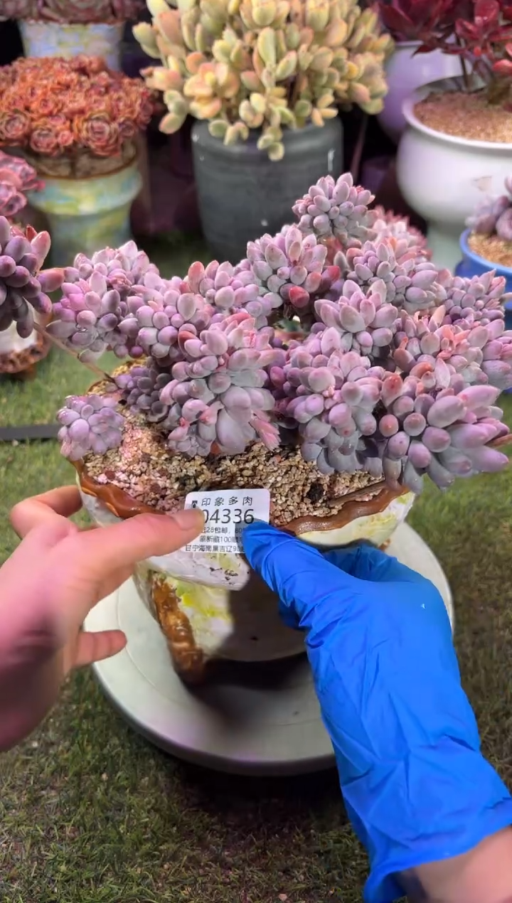 【闪购商品】04336