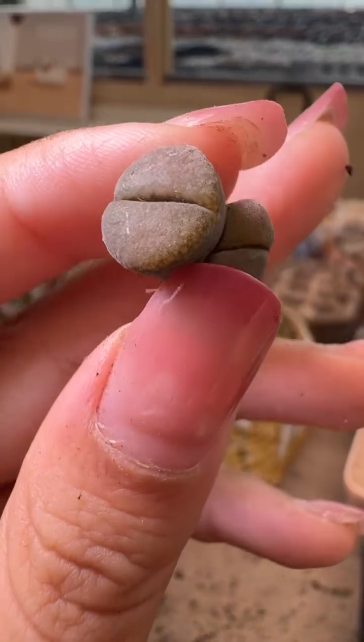 10-504多肉植物肉锥