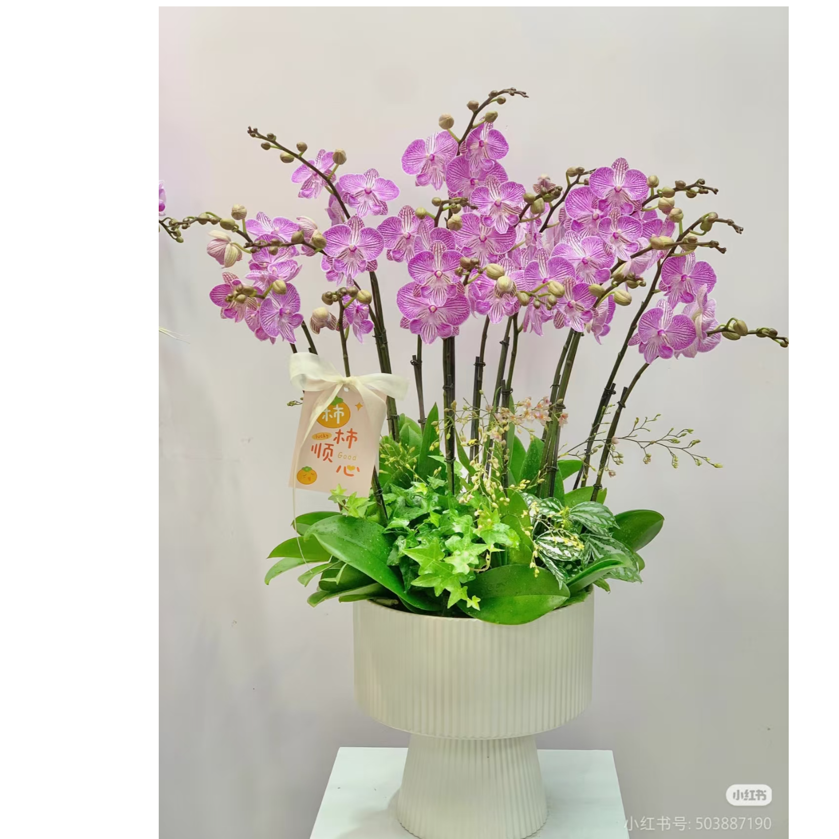  3个花剑【情丝】蝴蝶兰花期6-7个月 叶片瑕疵