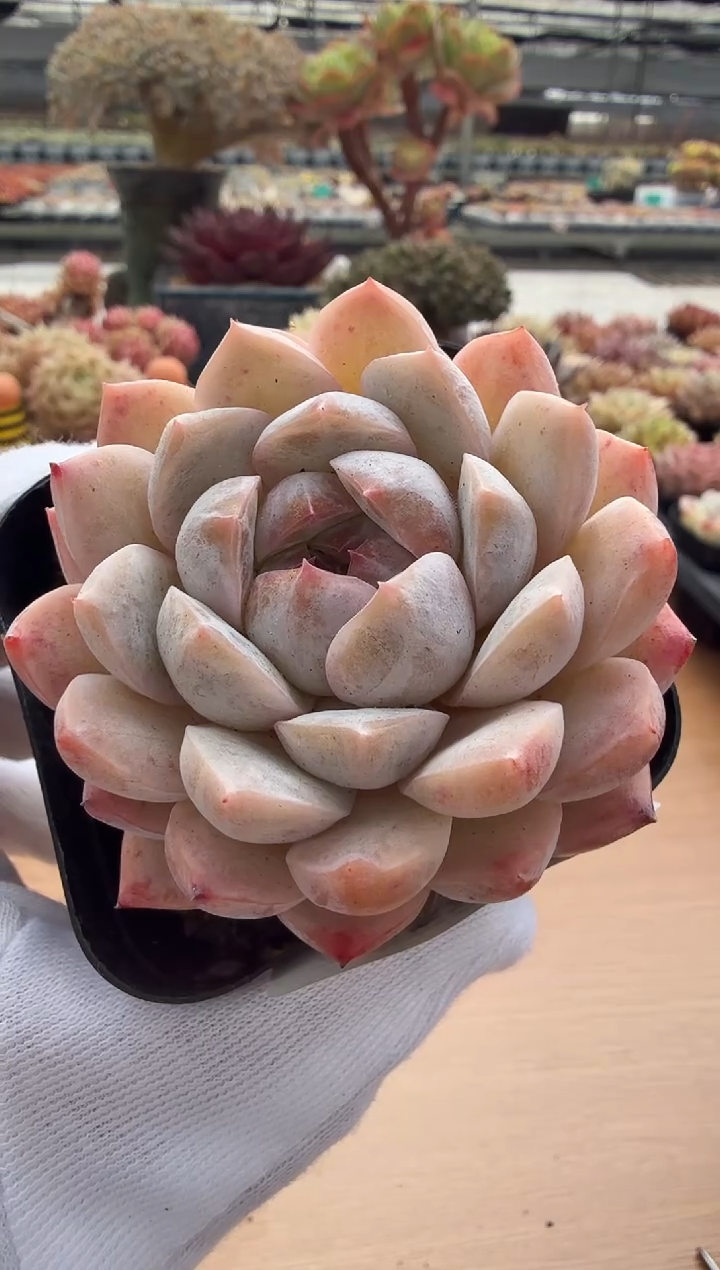 东云多肉园二店-18