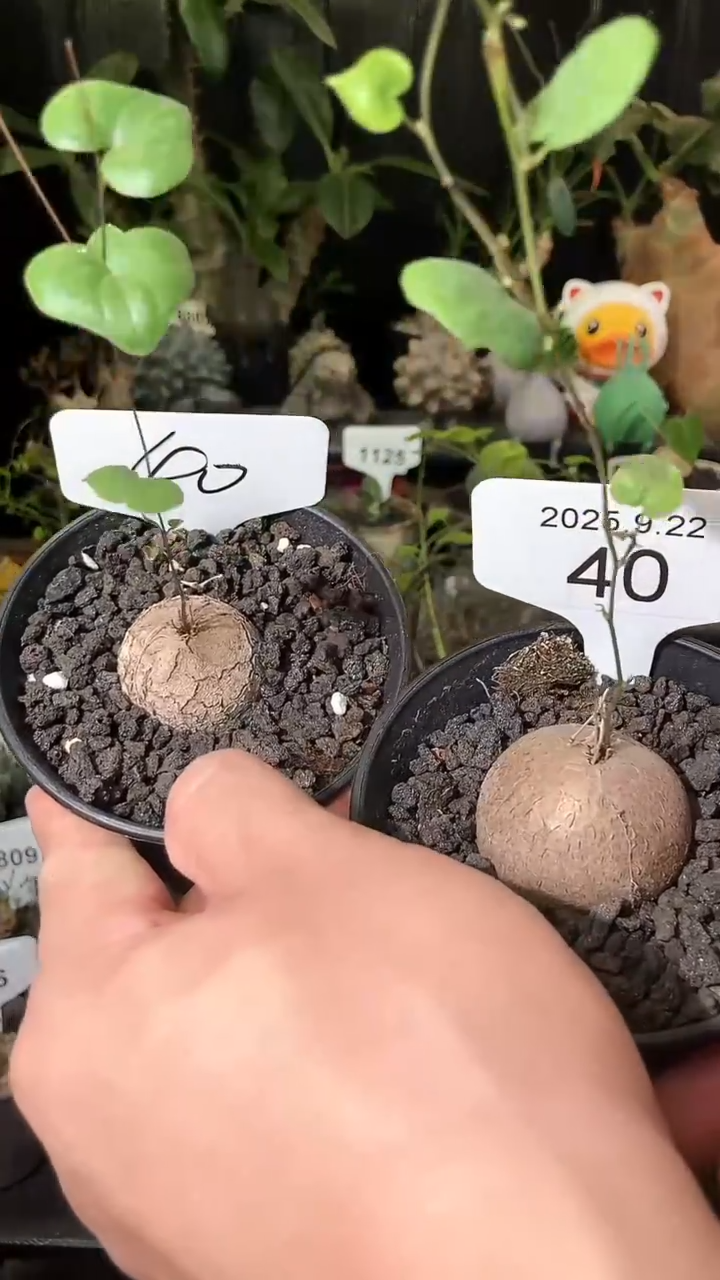 40号922福利南非龟甲龙买1个送1个
