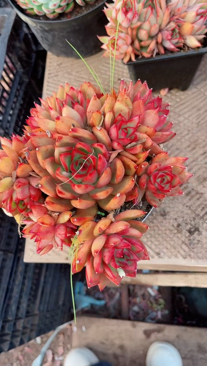 【闪购商品】02214