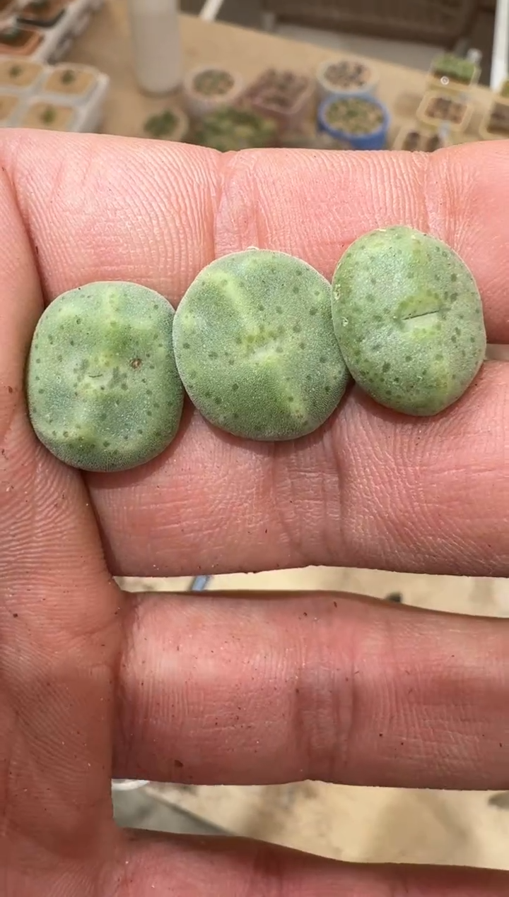 70多肉植物肉锥绿豆糕一颗