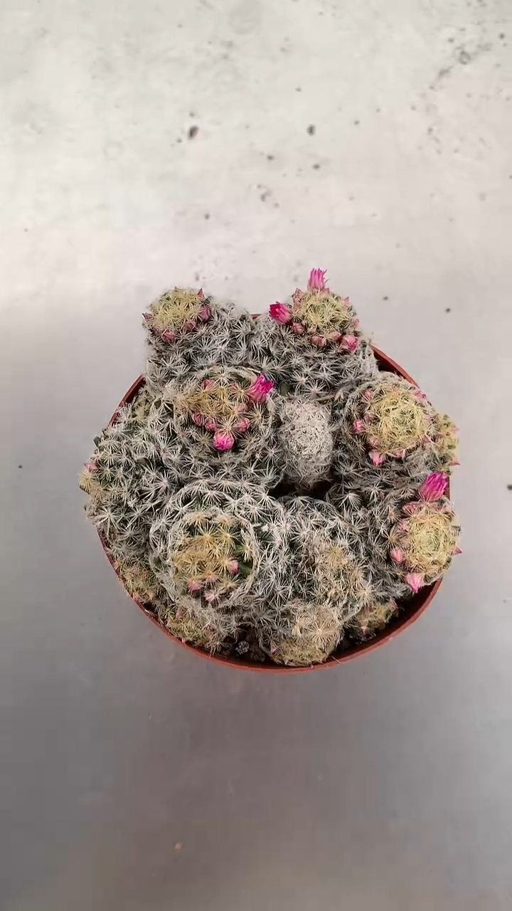 【闪购商品】多头明星