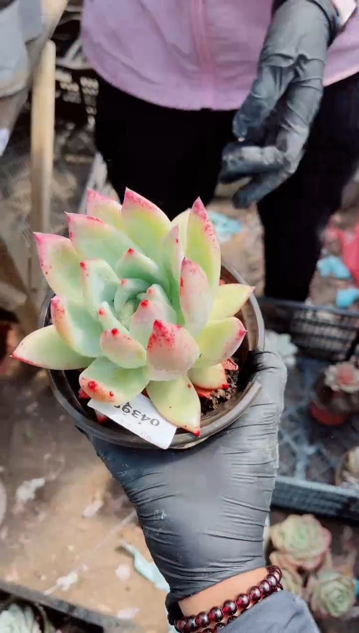 【闪购商品】04397