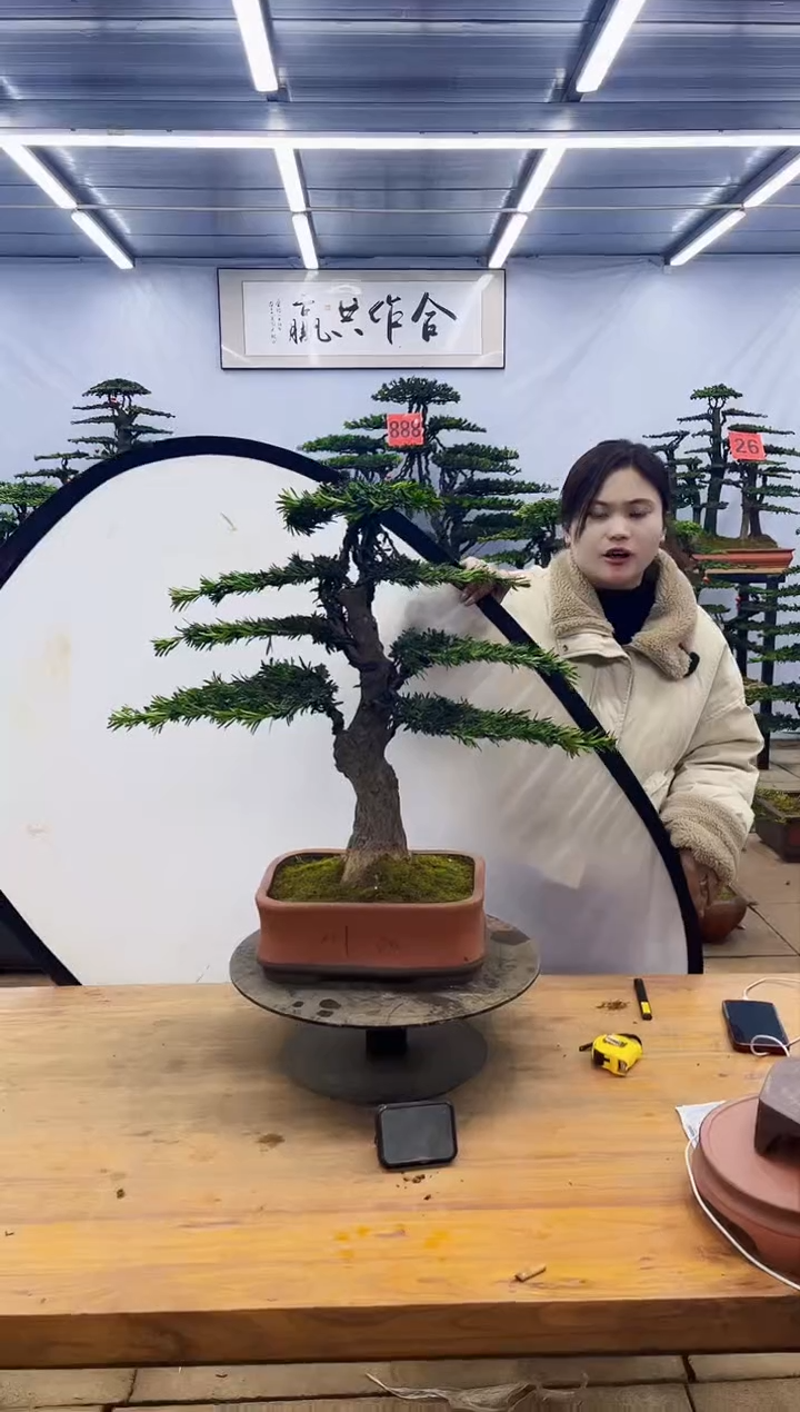 【闪购商品】高端盆景一物一拍，所见即所得