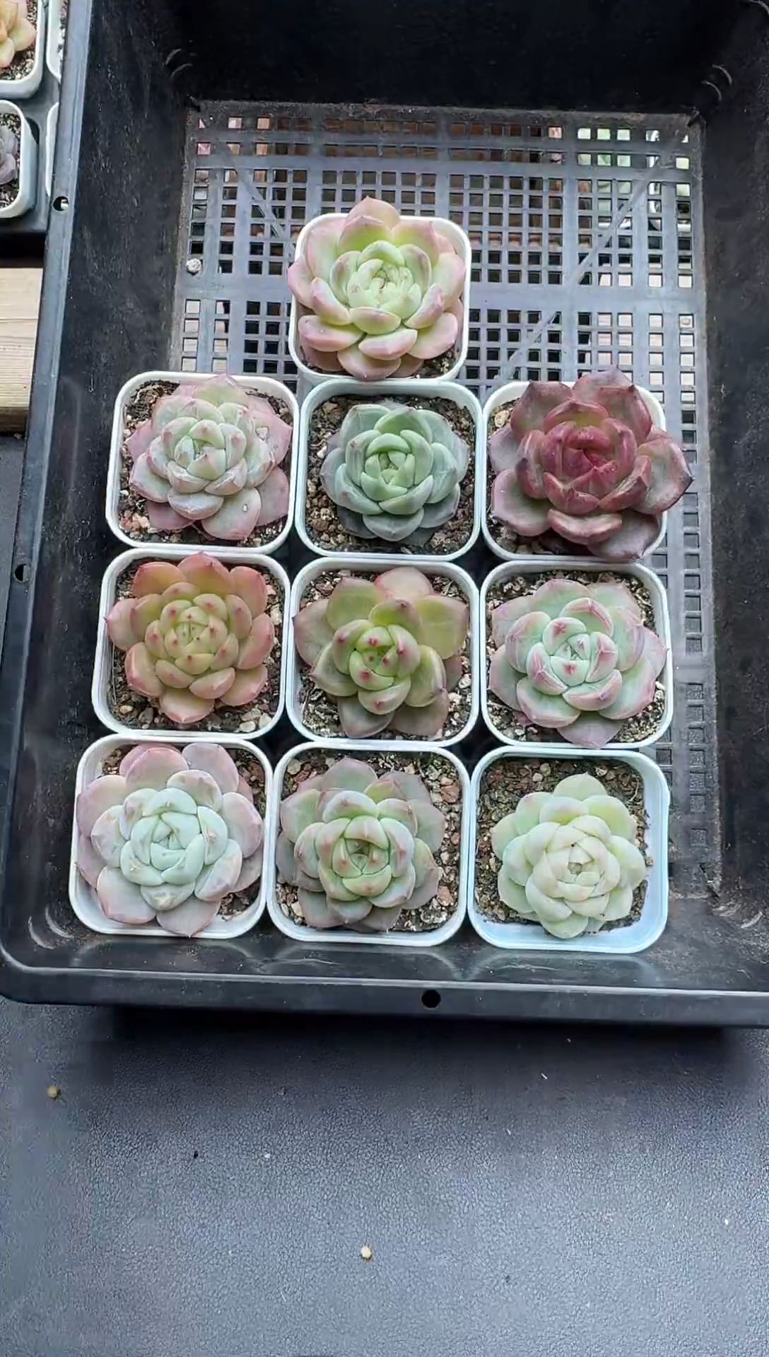 珍妮杂交多肉B294