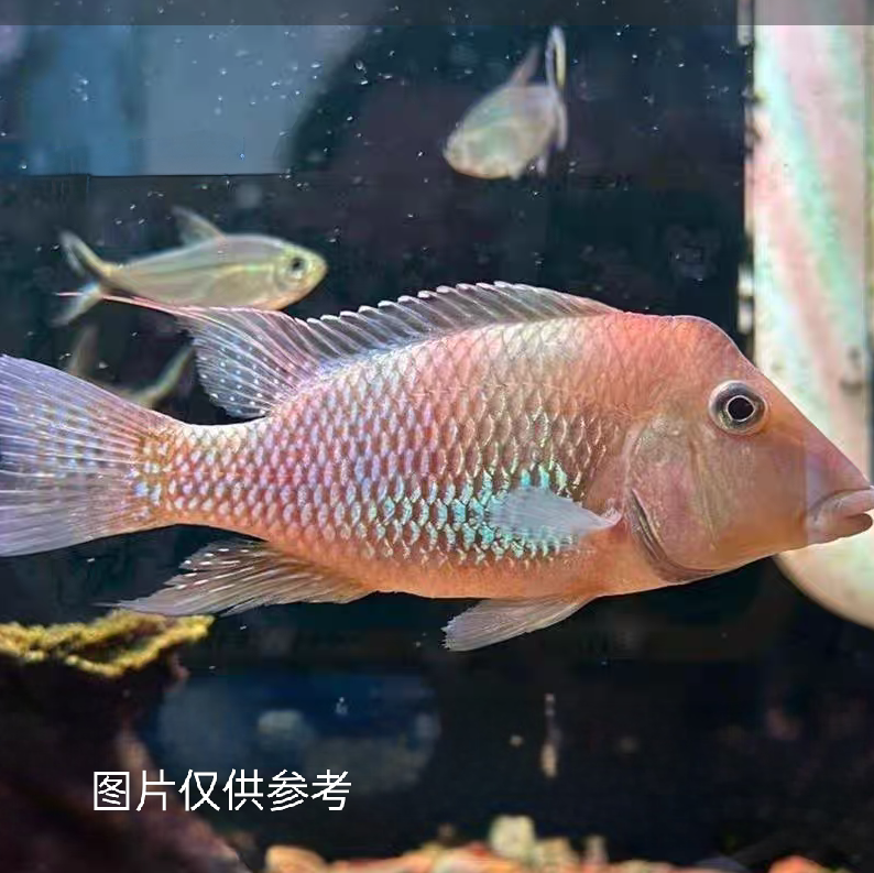 火焰牛头关刀观赏鱼