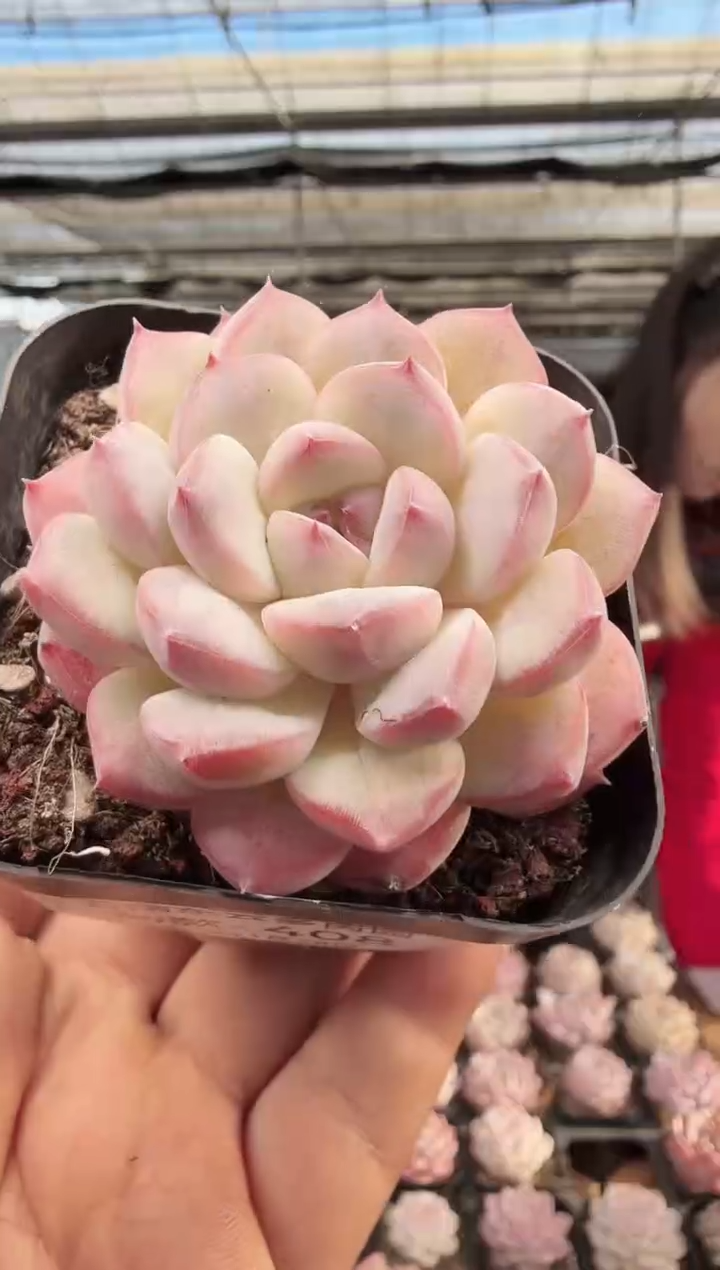 东云多肉园新款-408