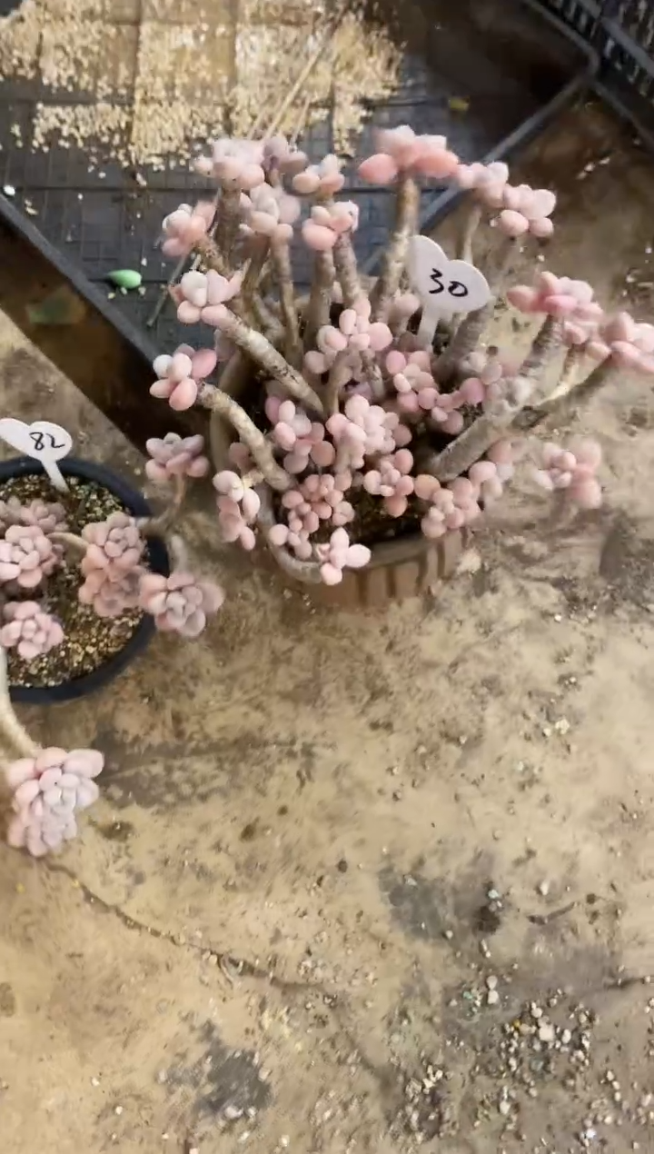 এ**ഒ           30号￥38