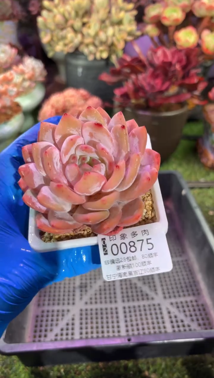 【闪购商品】00875