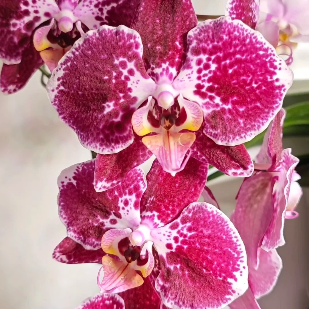 兰蝶汇【兰斯双剑】蝴蝶兰花卉带花发货