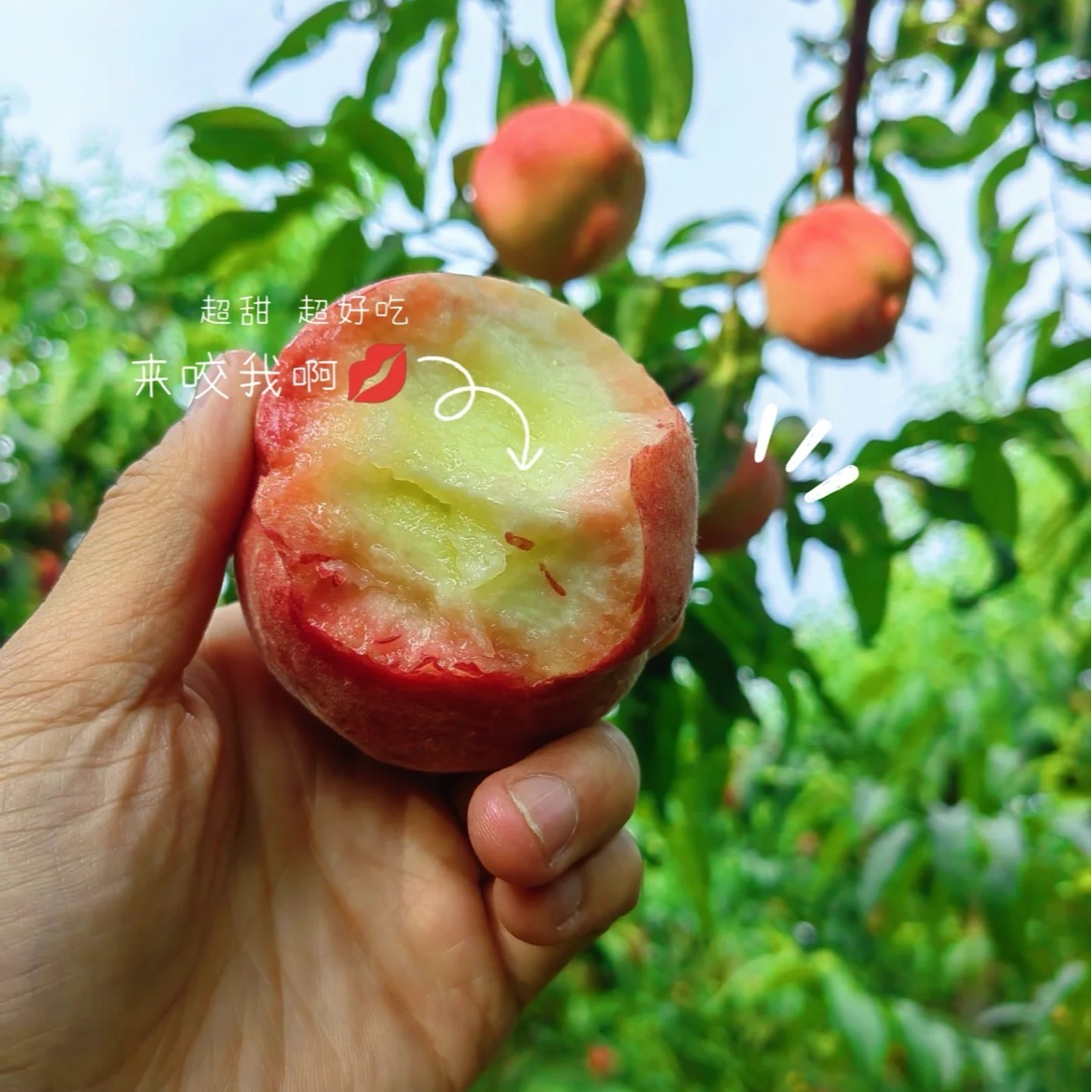 【本地毛桃】1-5斤新鲜采摘新鲜发货 一桃两吃 软吃脆甜当季新鲜水果桃子桃子同城送北京市