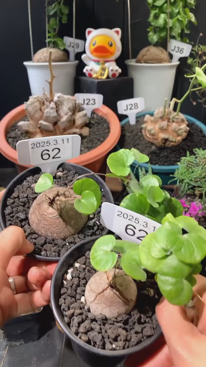 【闪购商品】南非龟甲龙3.11.62