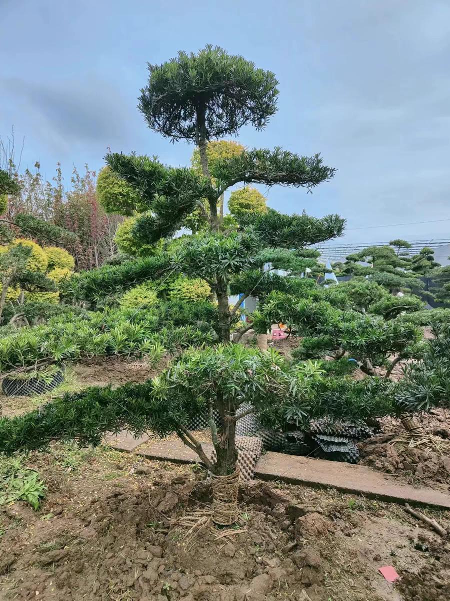 罗汉松原生小叶雀舌造型树 庭院别墅一对一选树咨询客服下单