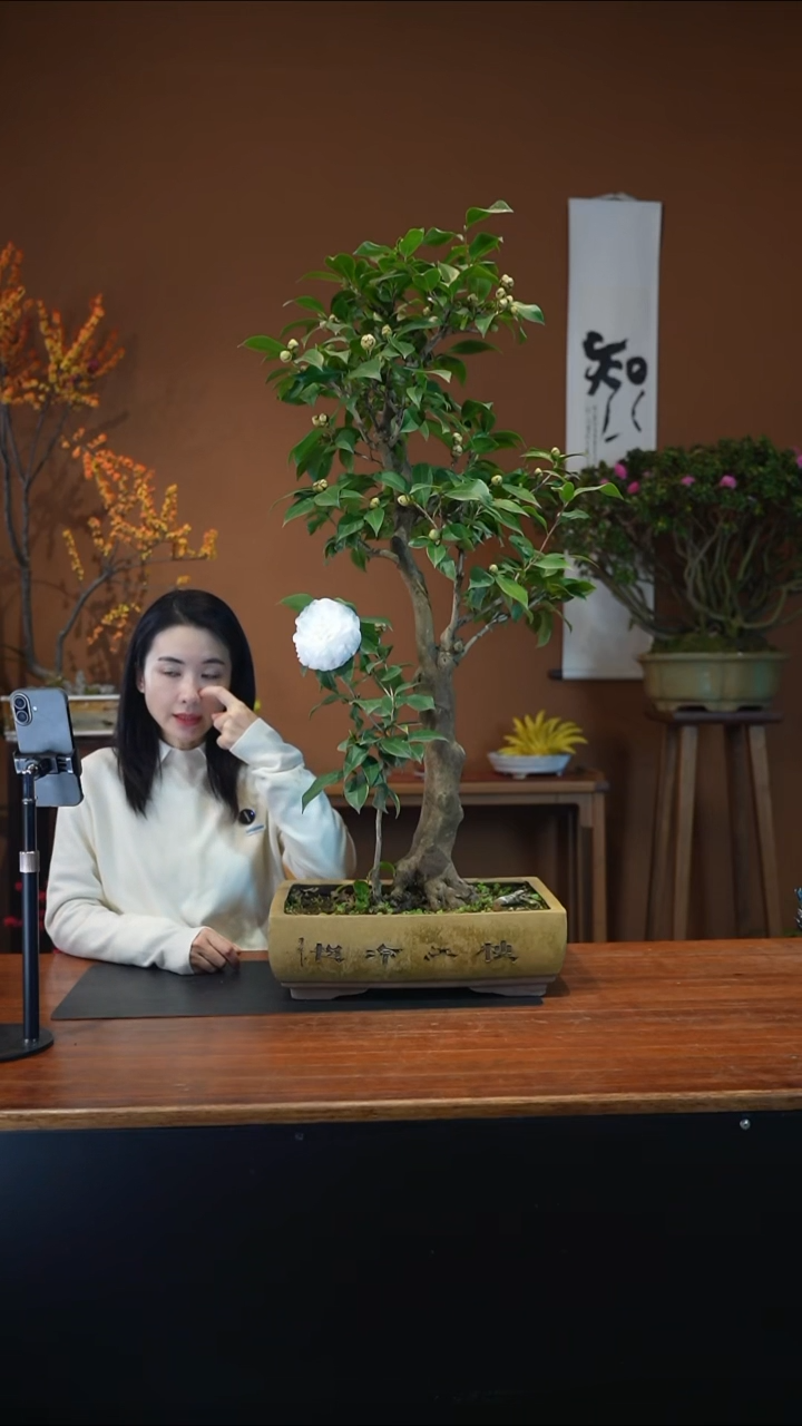 全部花朵白茶花盆景盆景盆景