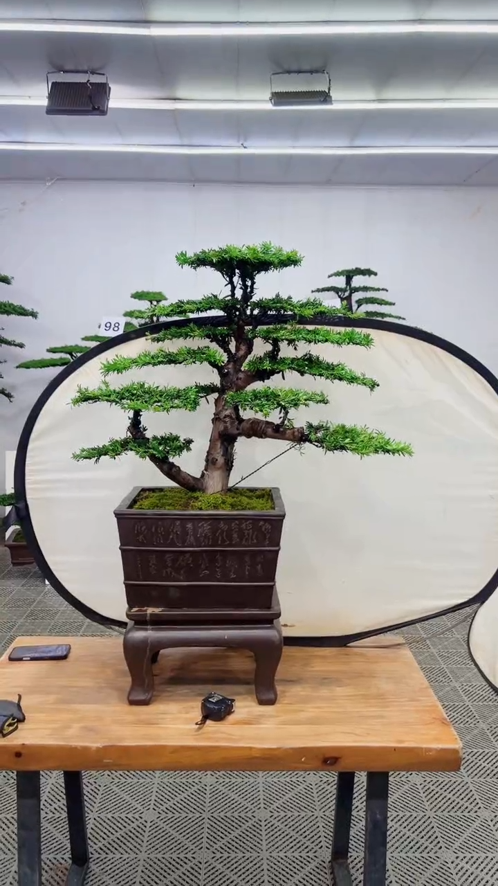 无花朵造型盆景一物一拍