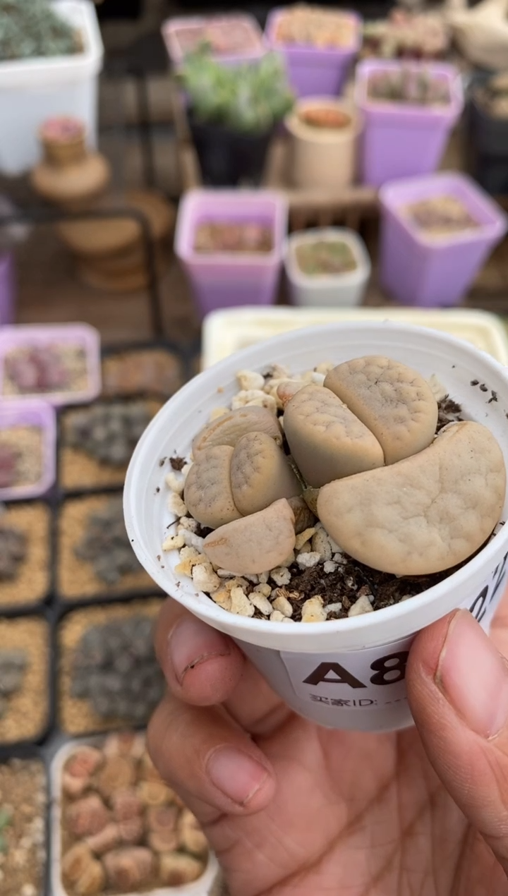 【闪购商品】8722直播一物一拍