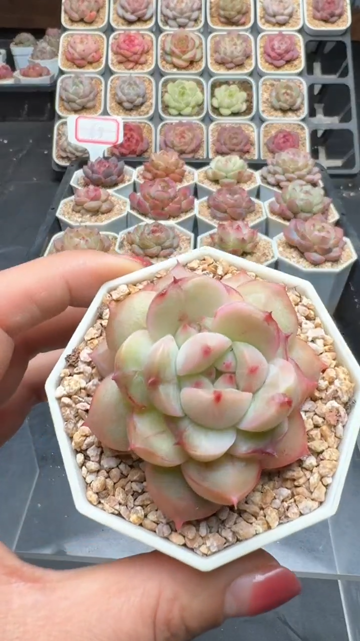 【闪购商品】856号珍妮多肉一物一拍3单包邮