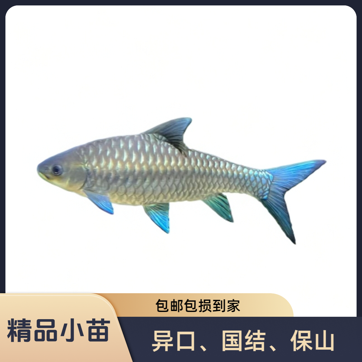 【小苗套餐】国结、异口、保山【包野保真】活体观赏鱼