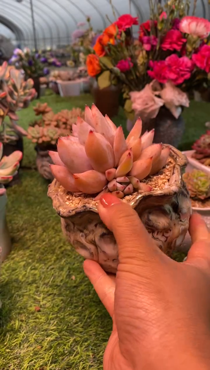 0311aa（满28包邮发货）