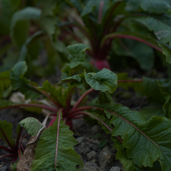 大湘西张家界高山农特产红皮萝卜