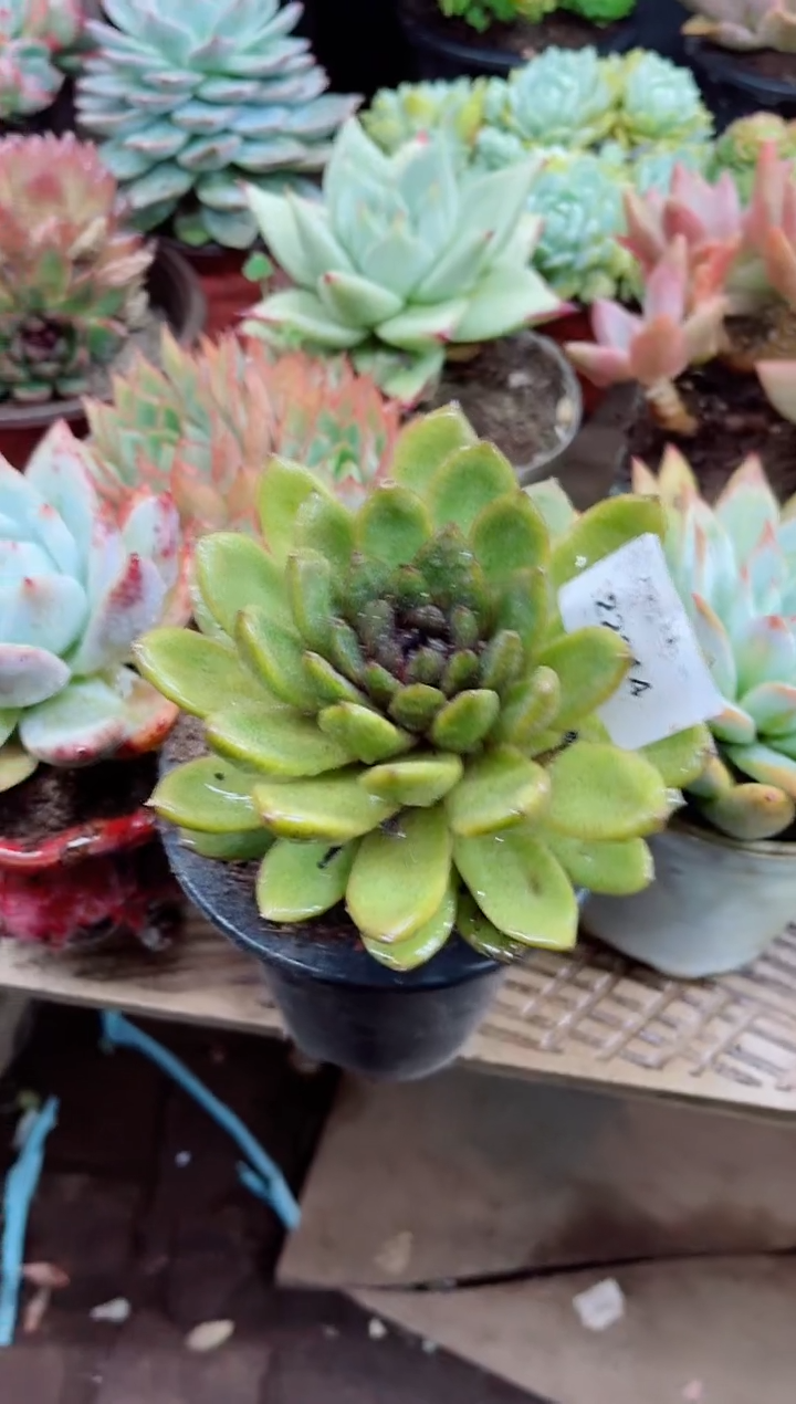 悠**?22013多肉植物一物一拍