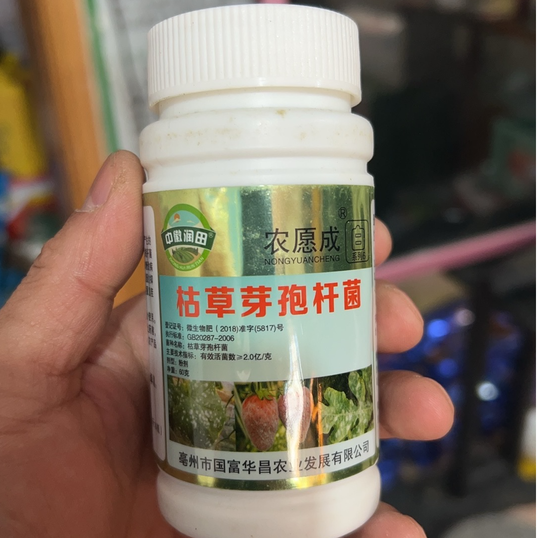 草莓盆栽白粉无害防治方案