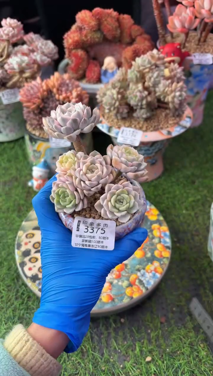 昆明印象多肉3375