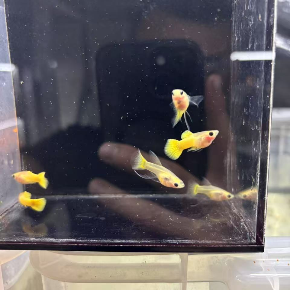 黄金玻璃猫球大C孔雀鱼