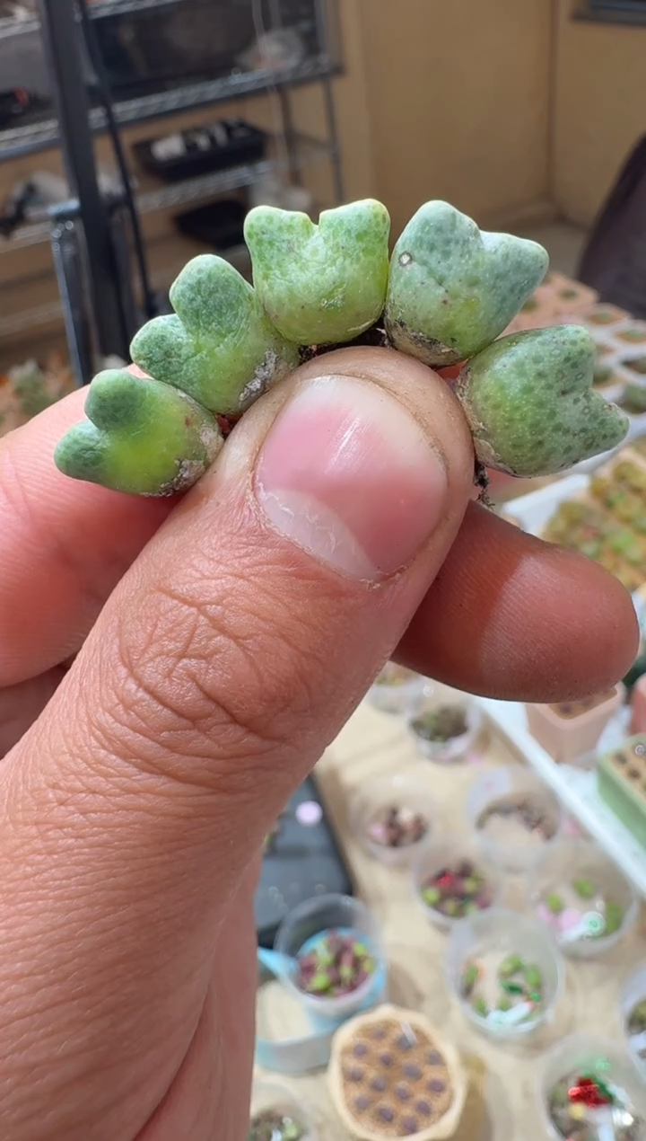 205多肉植物肉锥麋鹿角斑马一颗