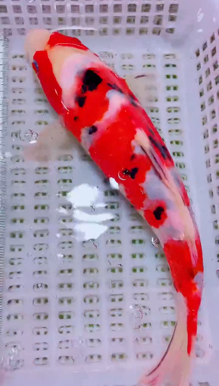 锦鲤血统锦鲤全场包邮98