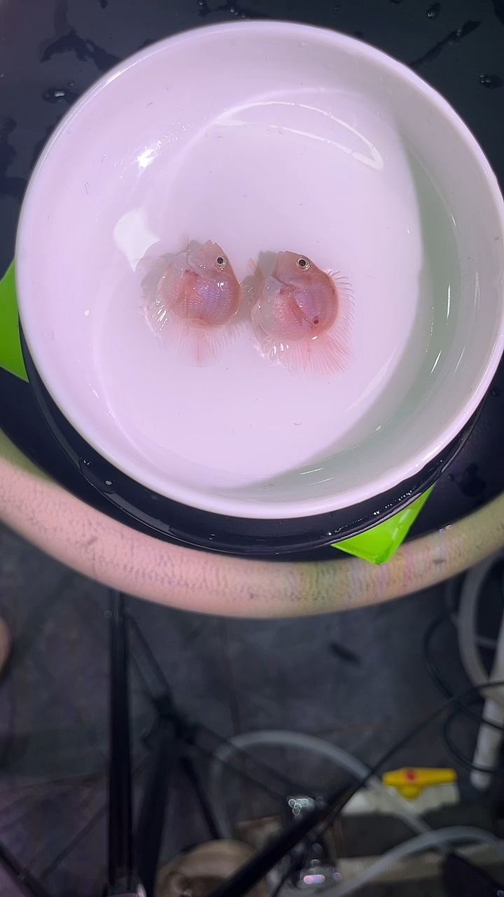 鹦鹉鱼1235455221222