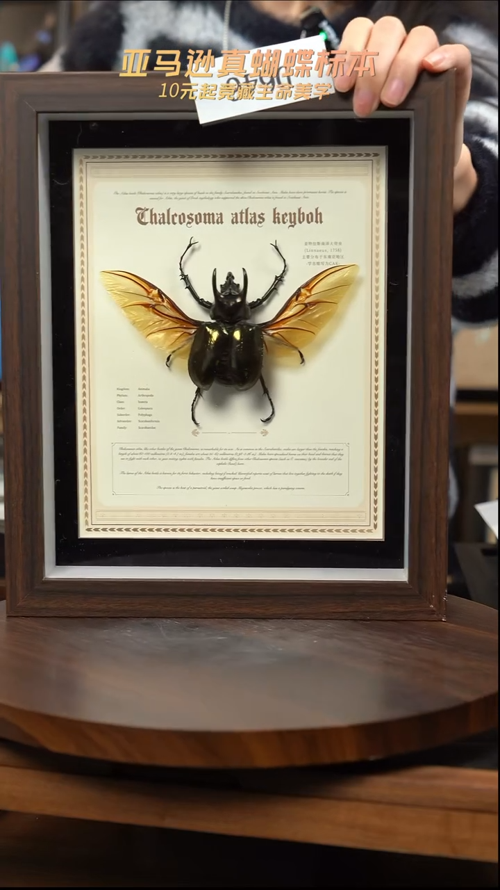 南洋大兜cak标本摆件d