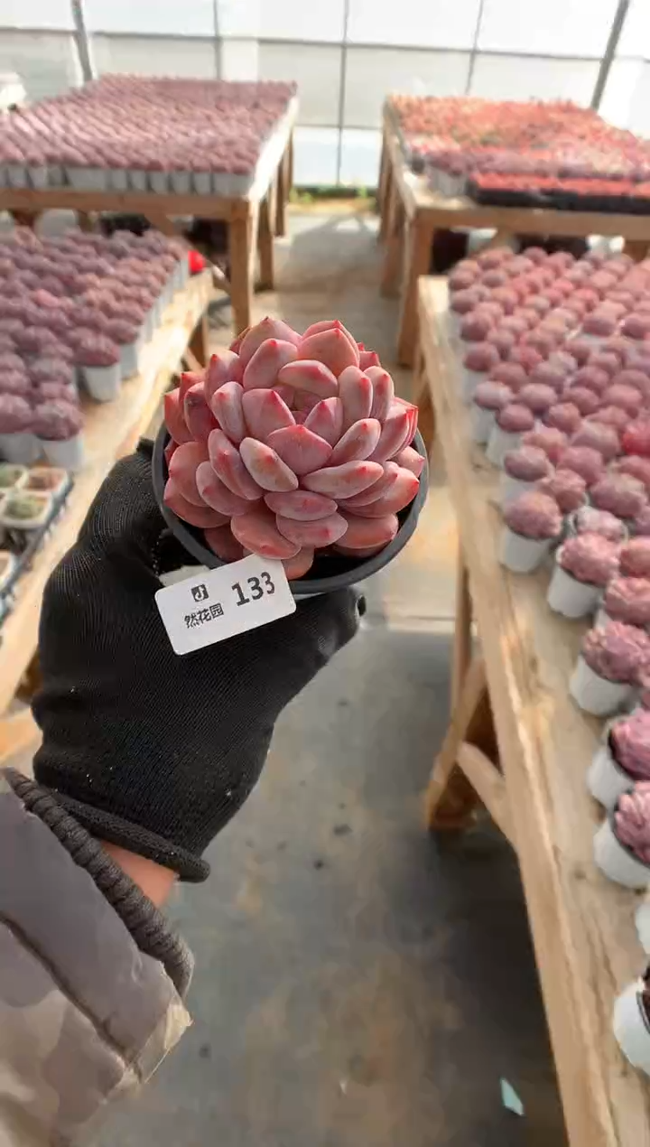 131粉星影多肉植物一物一拍