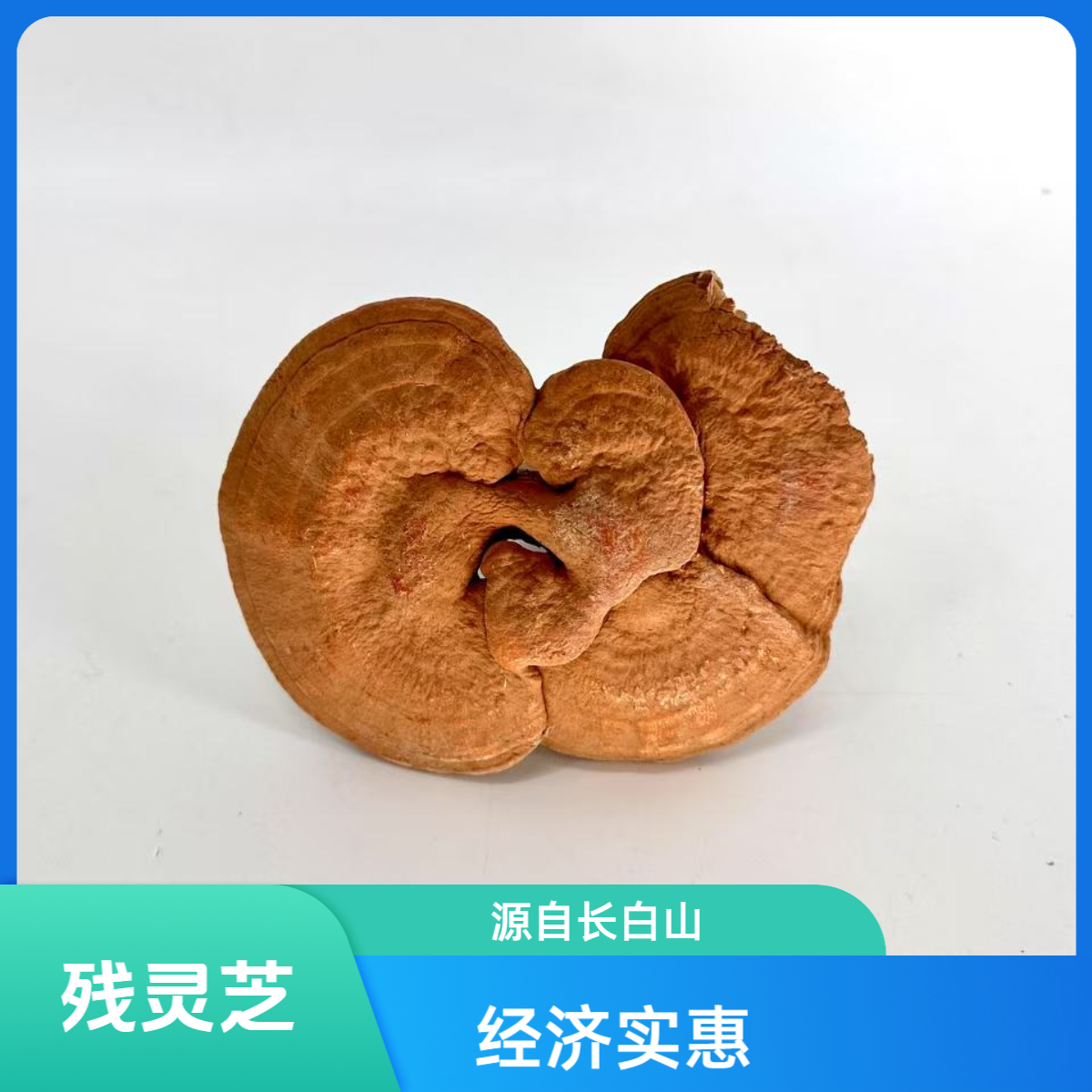 益合【残小赤灵芝】长白山赤灵芝干货东北特产泡茶滋补自然品质