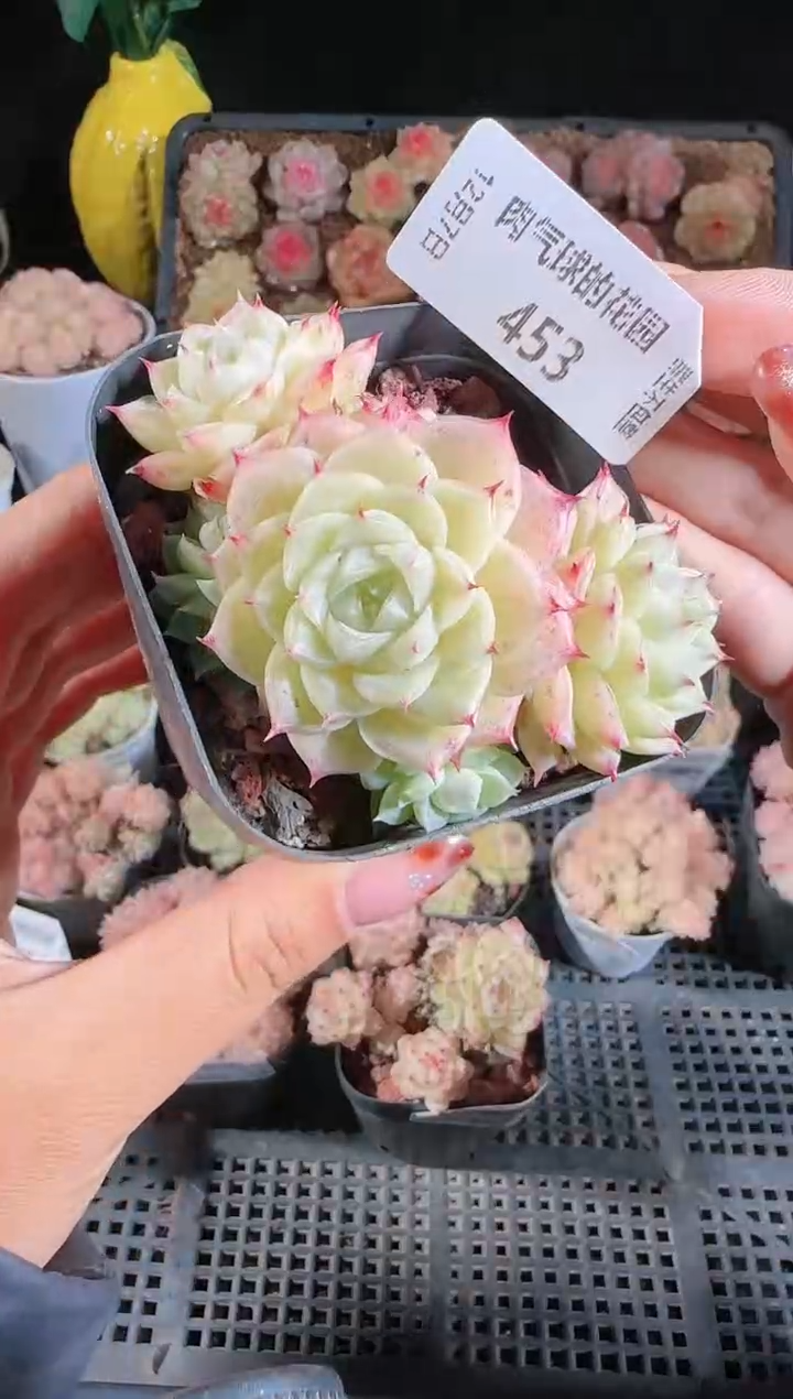 1207-453多肉群生不包整