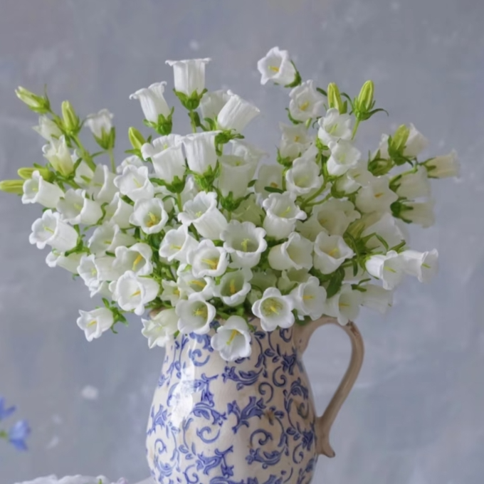 【次日达·风铃白色】一把（5枝-8枝）任意两单顺丰包邮基地直发·批发·生活鲜花次日达