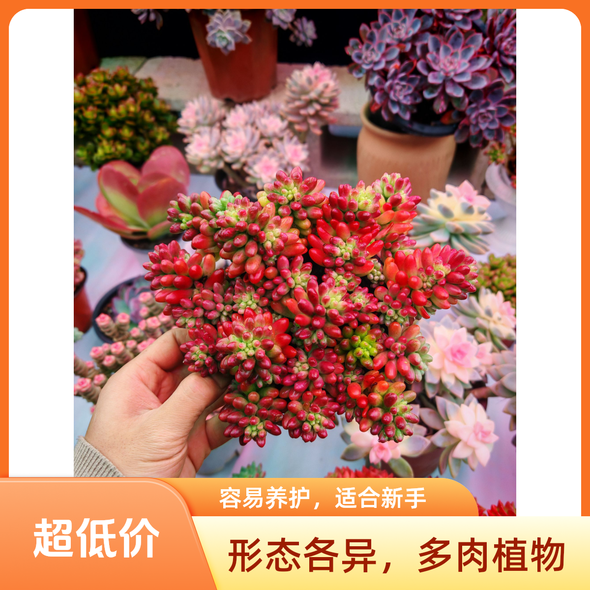 顺悠（满9.9包邮）转运珠虹之玉锦多肉带盆土