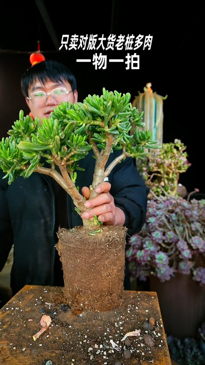 【闪购商品】100号超大吸财树