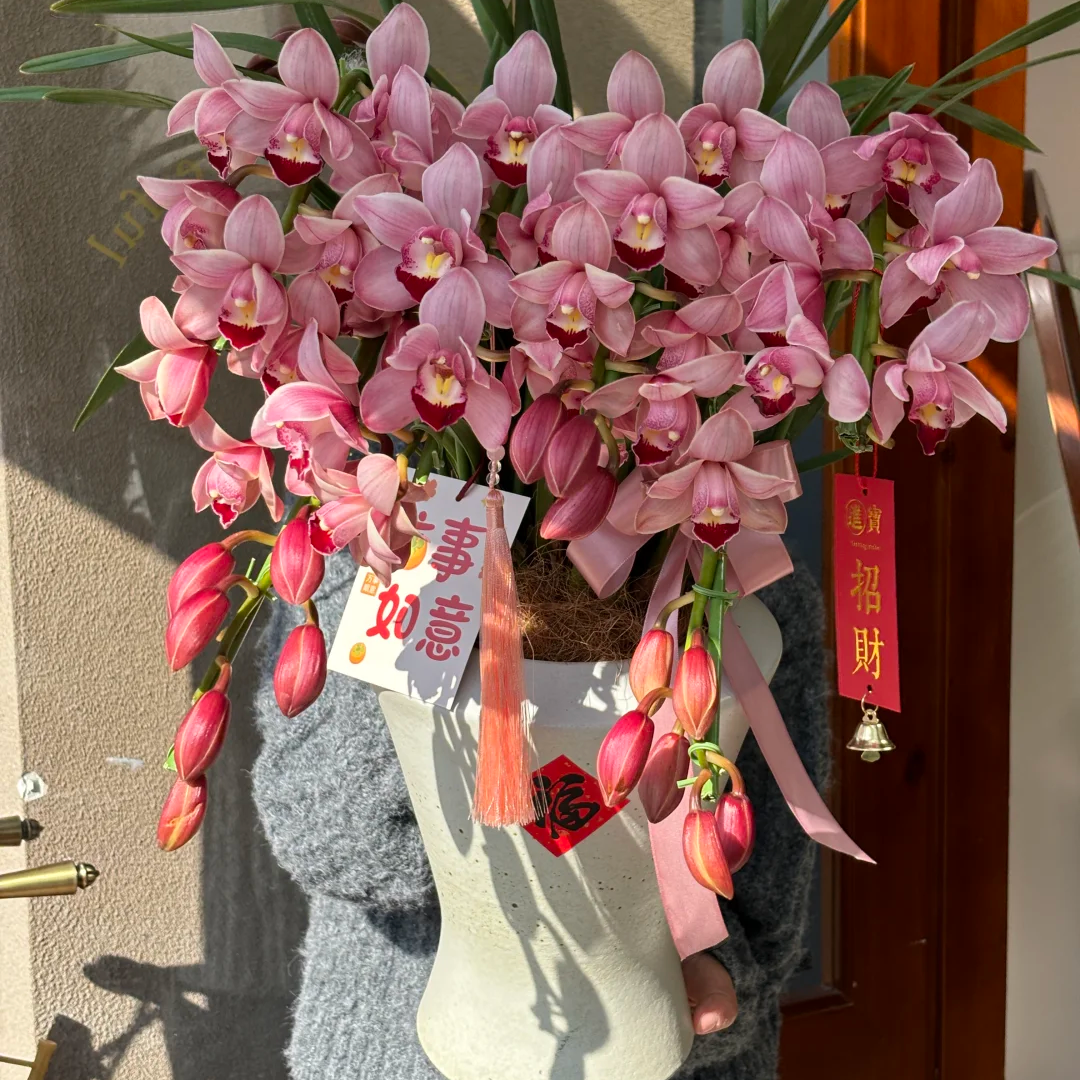 粉钻石拱兰6支剑(S) 粉色大花蕙兰年宵花花苞/开花/半开发货210盆