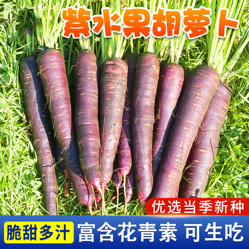 【全店满5包包邮】紫色胡萝卜种子 秋季高产小人参农家四季水果