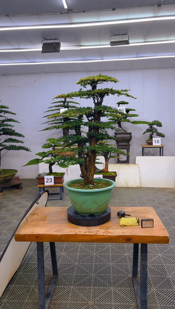 无花朵过*人一物一拍一物一拍