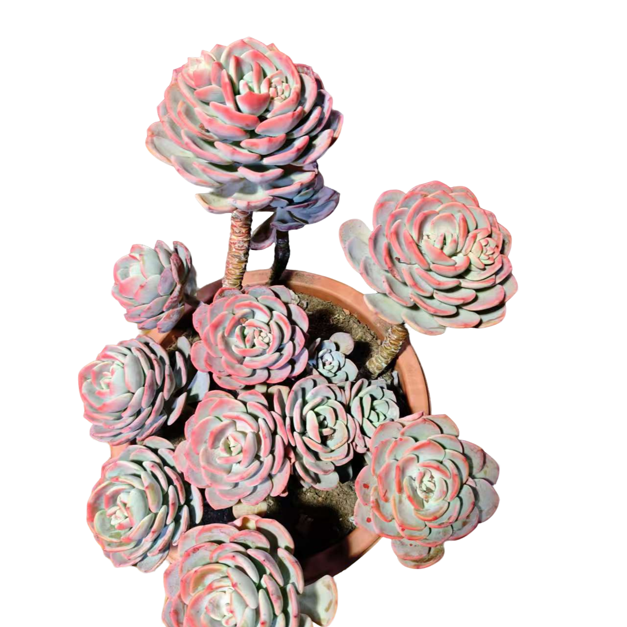 精品多肉 白月光 好看好养