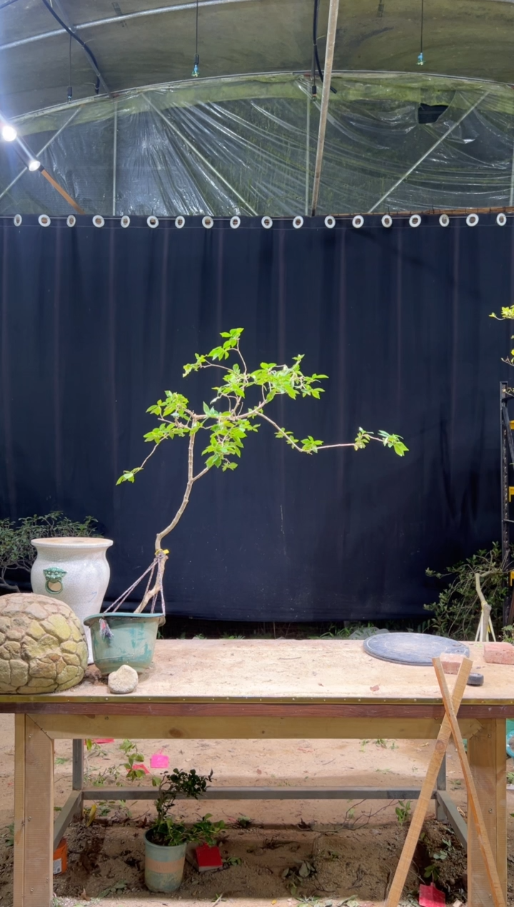 完全开放风**涌海岛栀子花