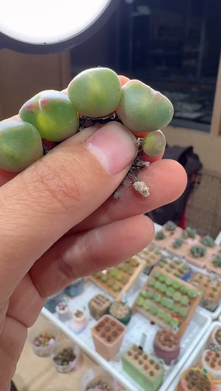 222多肉植物肉锥一颗