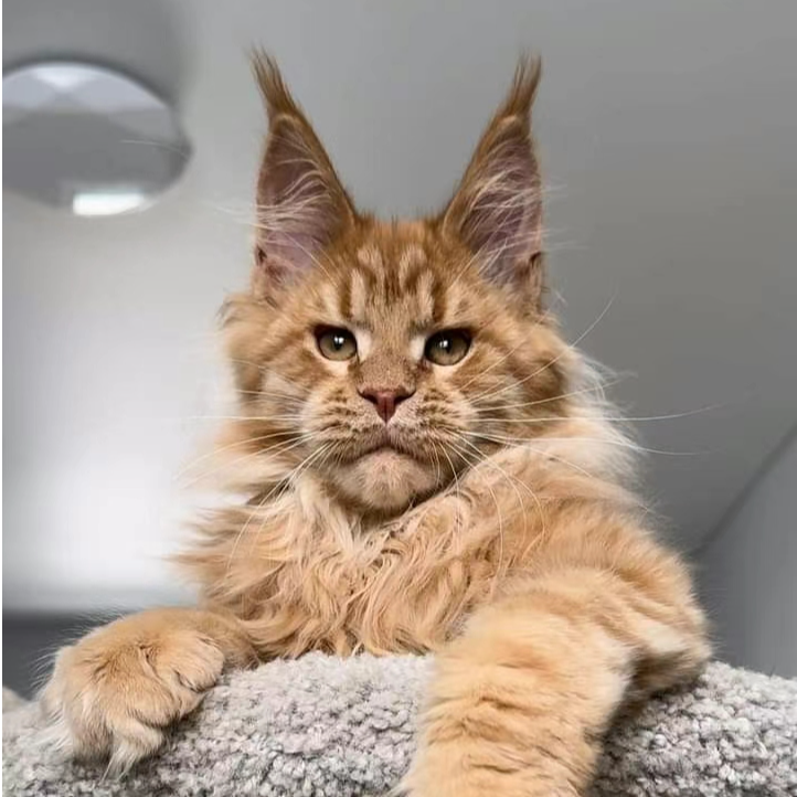萌宠里城堡猫咪活体链接