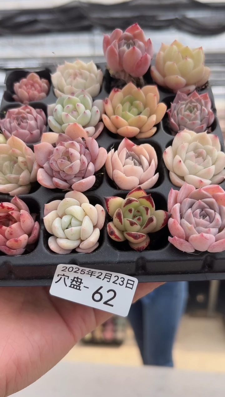 【闪购商品】穴盘-62