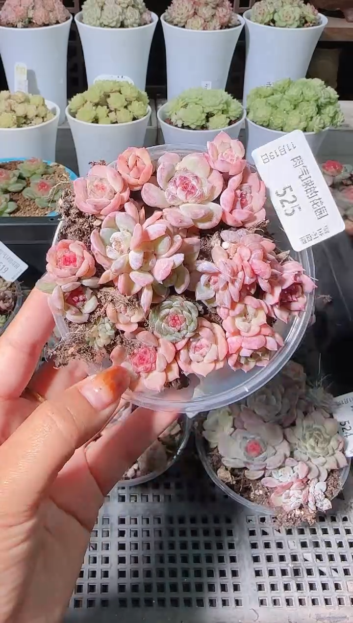 1119-525切糕麦秆群生不包整